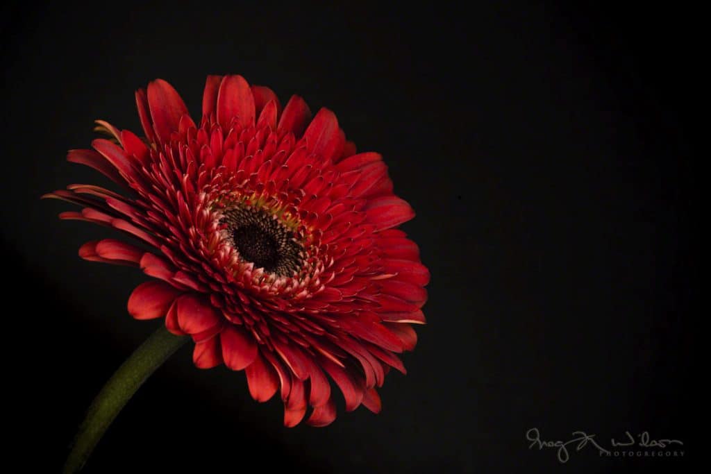 Gerbera Daisy floral photography