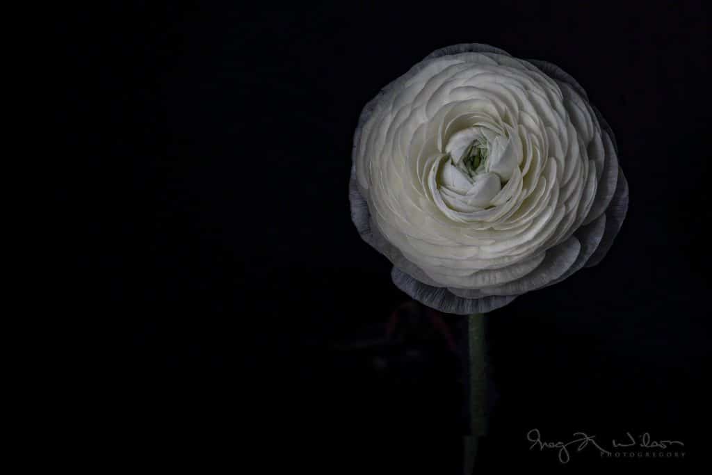 White Ranunculus Floral Photography