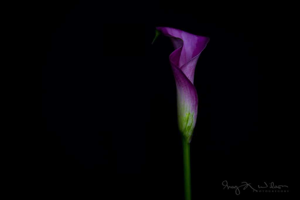 Mini calla lily floral photography