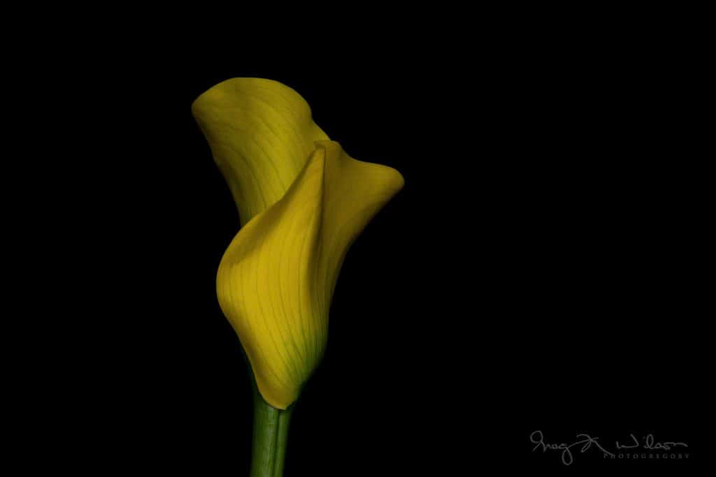 Floral Photography Yellow Calla Lily