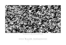 Photo19-x13SnowGeese2