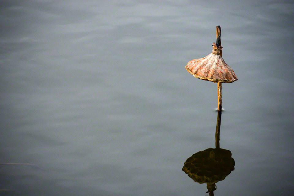 Lotus Seed Pod