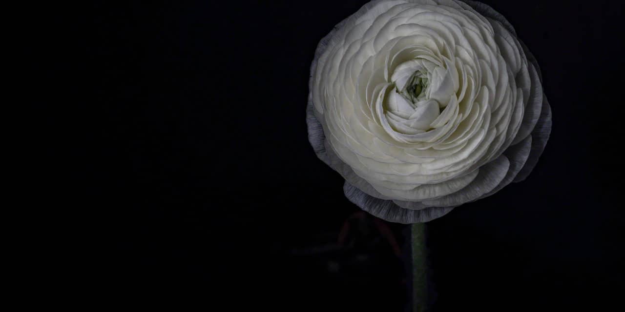 White Ranunculus Floral Photography