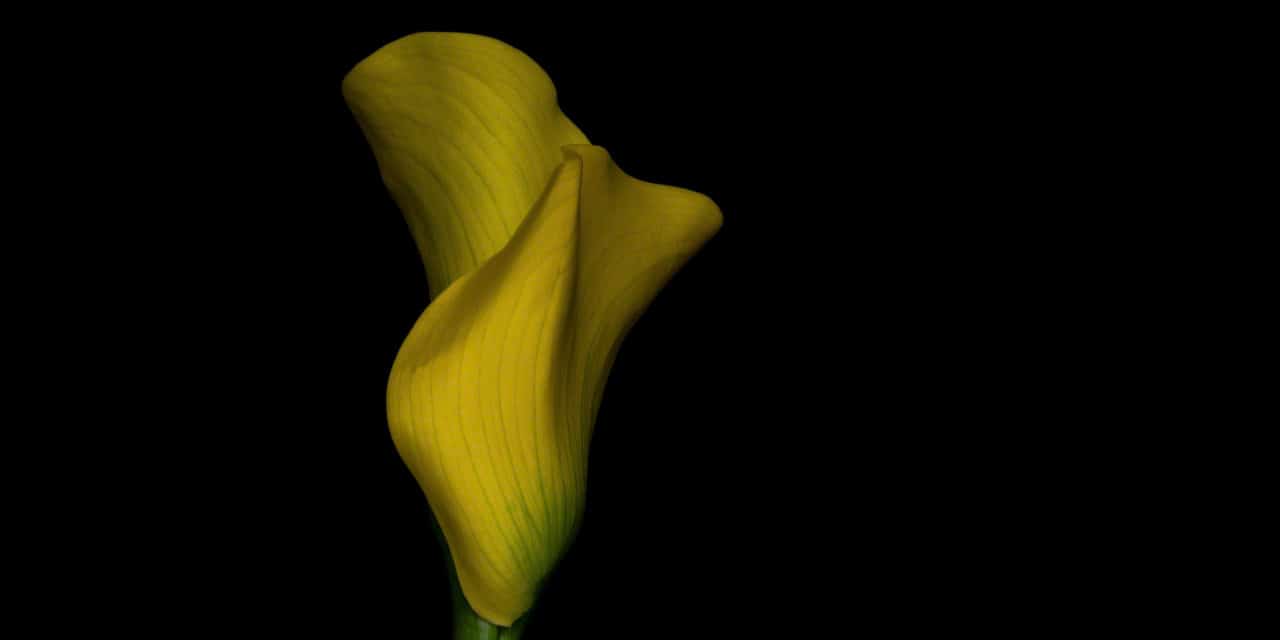 Floral Photography Yellow Calla Lily