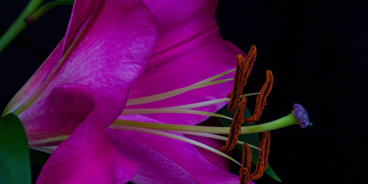 Floral photography pollen