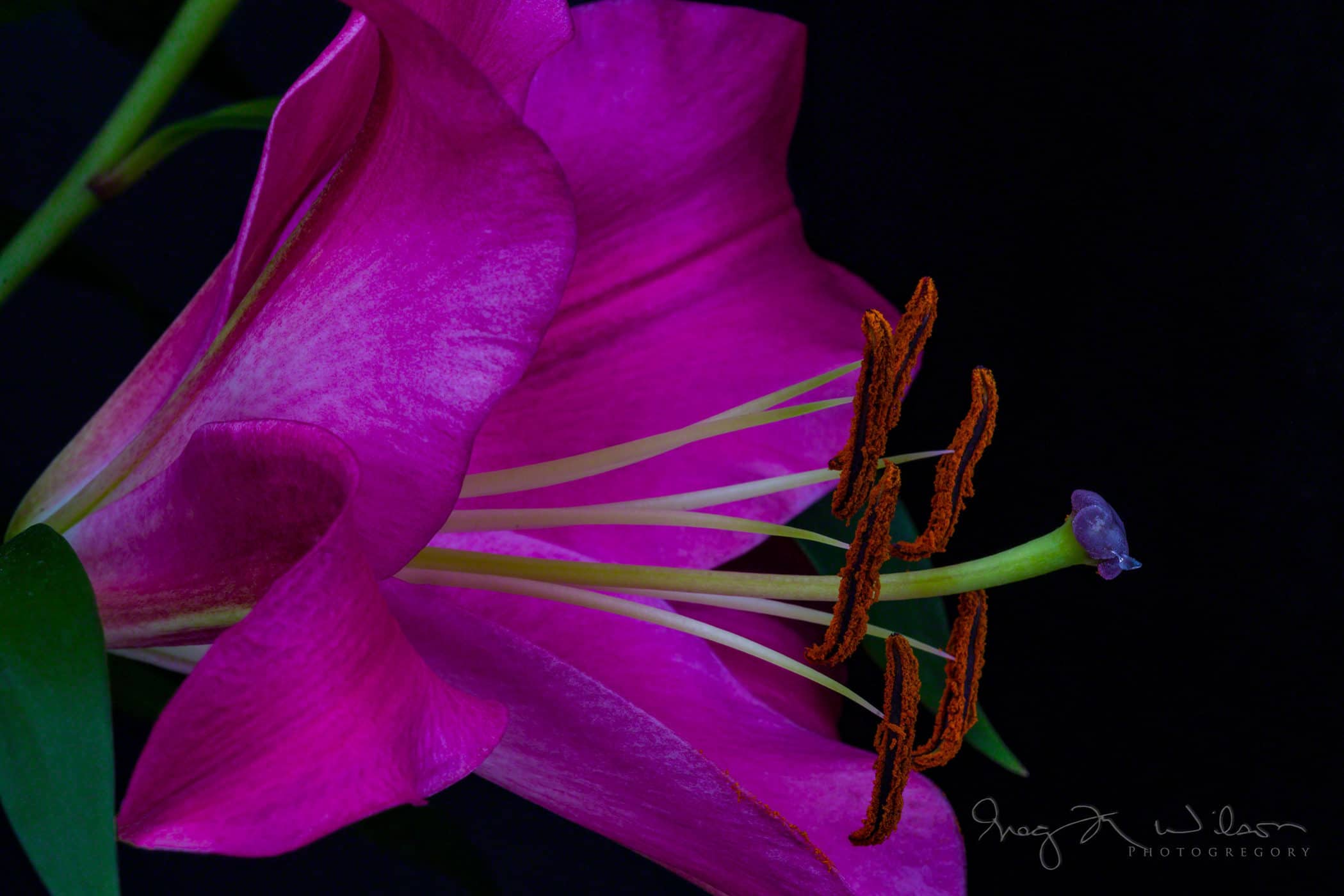 Floral photography pollen