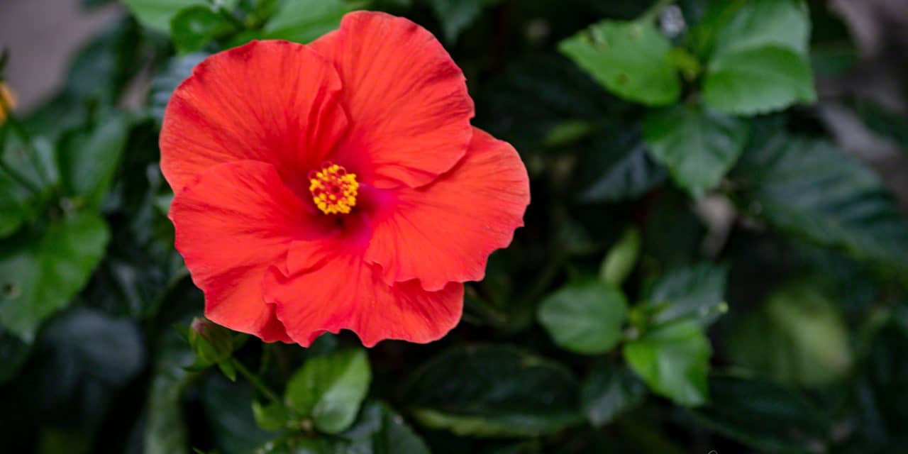 Red Hibiscus
