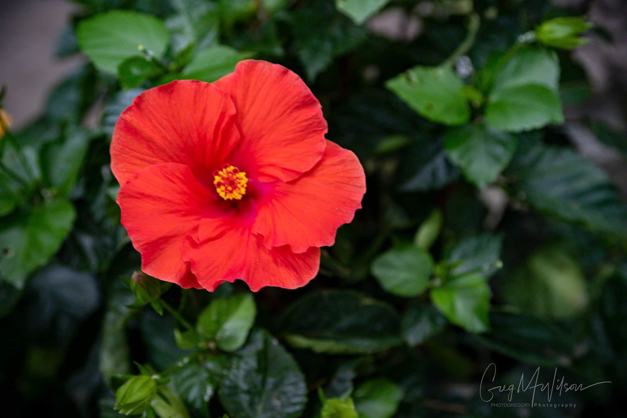 Red Hibiscus