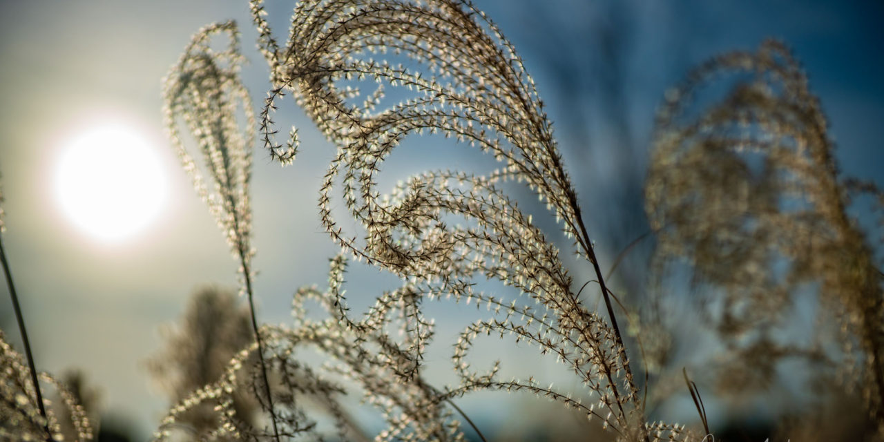Ornamental grasses