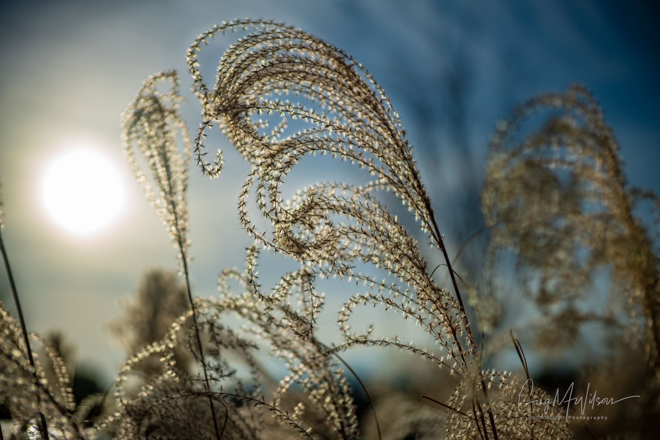 Ornamental grasses