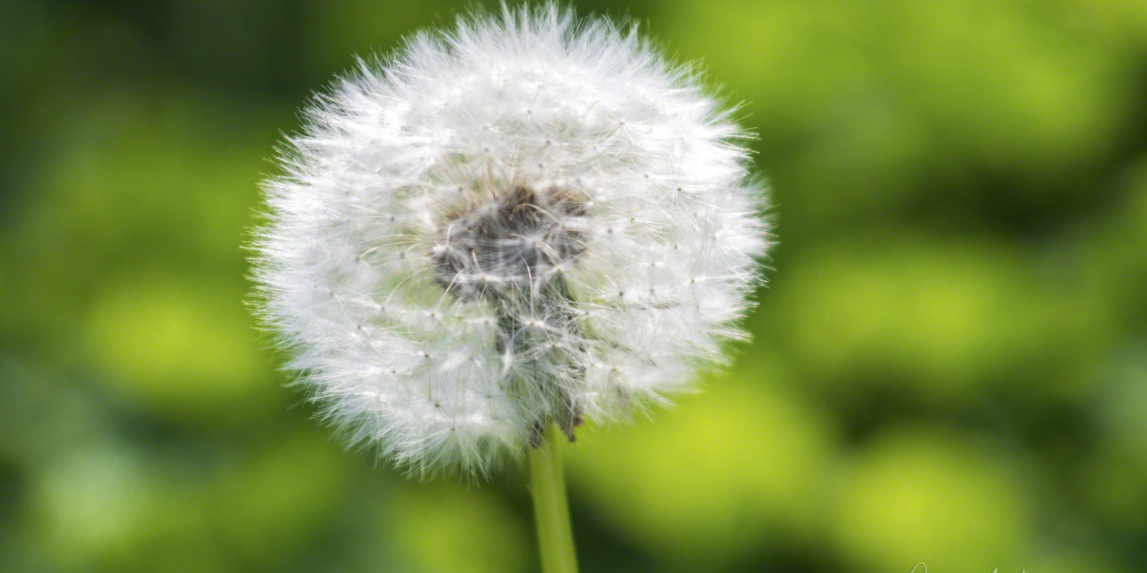 Dandelion in Clover