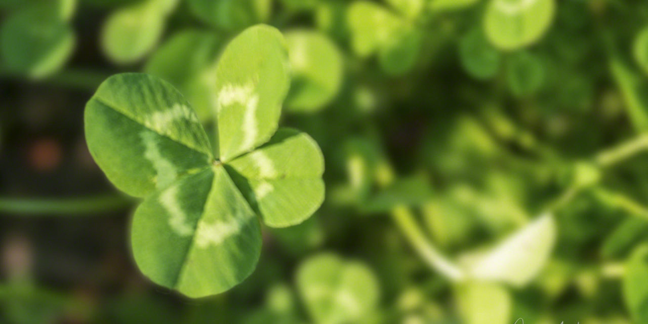 Four Leaf Clover