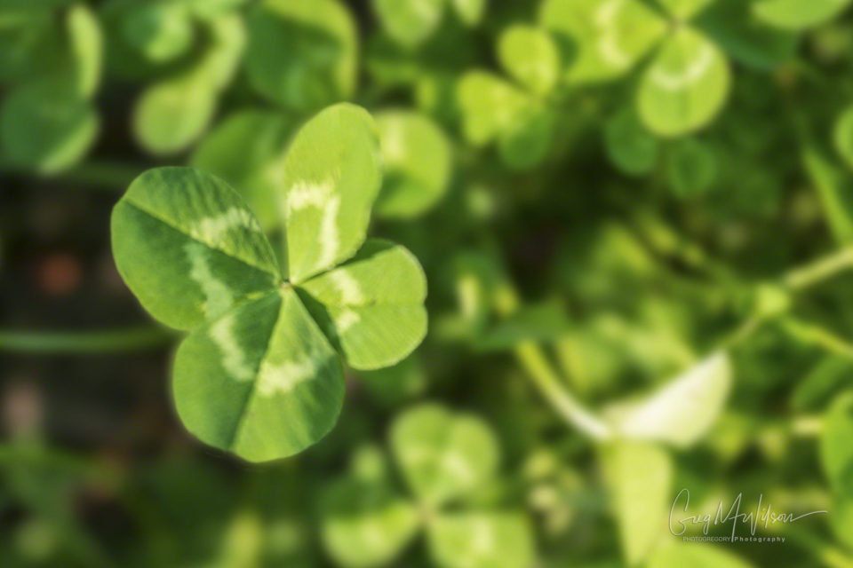 Four Leaf Clover