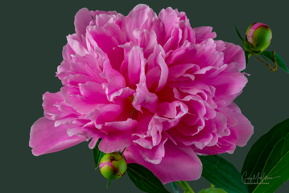 Peony Memories